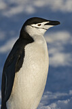 Image. Kehlstreifpinguin