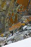 Image. Kehlstreifpinguin