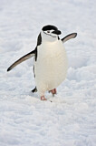 Image. Kehlstreifpinguin