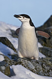 Image. Kehlstreifpinguin