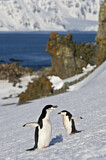 Image. Kehlstreifpinguin