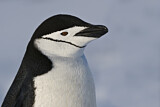 Image. Kehlstreifpinguin
