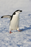 Image. Kehlstreifpinguin