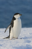 Image. Kehlstreifpinguin
