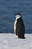 Image. Kehlstreifpinguin