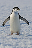 Image. Kehlstreifpinguin