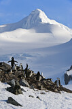 Image. Kehlstreifpinguin