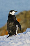 Image. Kehlstreifpinguin
