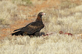 Image. Keilschwanzadler