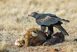 Image. Keilschwanzadler
