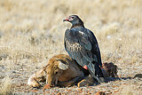 Image. Keilschwanzadler