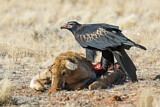 Image. Keilschwanzadler