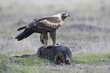 Image. Keilschwanzadler