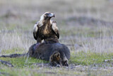 Image. Keilschwanzadler