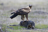 Image. Keilschwanzadler