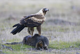 Image. Keilschwanzadler