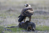 Image. Keilschwanzadler