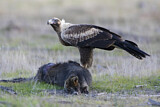 Image. Keilschwanzadler