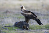 Image. Keilschwanzadler