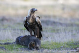 Image. Keilschwanzadler