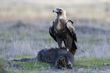 Image. Keilschwanzadler