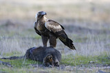 Image. Keilschwanzadler