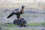 Image. Keilschwanzadler