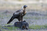 Image. Keilschwanzadler