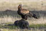 Image. Keilschwanzadler
