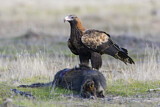 Image. Keilschwanzadler
