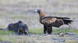 Image. Keilschwanzadler