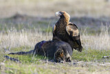 Image. Keilschwanzadler