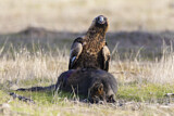 Image. Keilschwanzadler