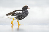 Image. Kelp Goose