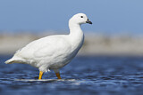 Image. Kelp Goose