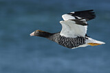 Image. Kelp Goose