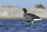 Image. Kelp Goose