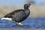 Image. Kelp Goose