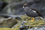 Image. Kelp Goose