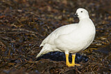 Image. Kelp Goose