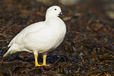 Image. Kelp Goose