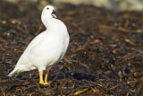 Image. Kelp Goose