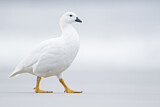 Image. Kelp Goose