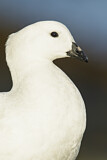 Image. Kelp Goose