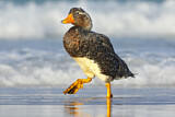 Image. Kelp Goose