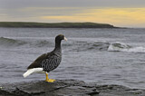 Image. Kelp Goose
