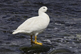 Image. Kelp Goose