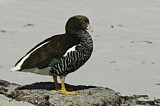 Image. Kelp Goose