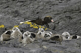 Image. Kelp Goose