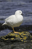 Image. Kelp Goose